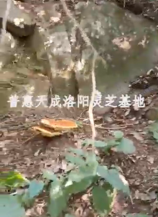 6d80e6f9f6353ea9062c881c2c78e3f9 w66利来天成洛阳灵芝基地